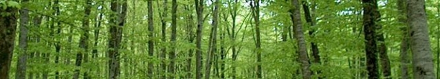  Die Wälder 